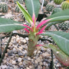 Euphorbia viguieri ankarafantsiensis