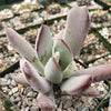 Cotyledon white sprite