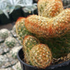 Mammillaria elongata cristata copper king