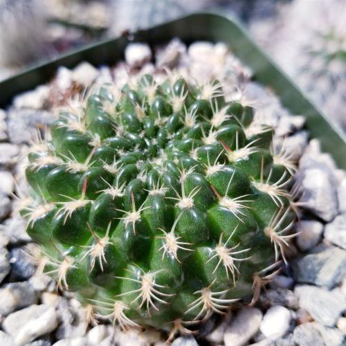 Lobivia or Echinopsis draxleriana