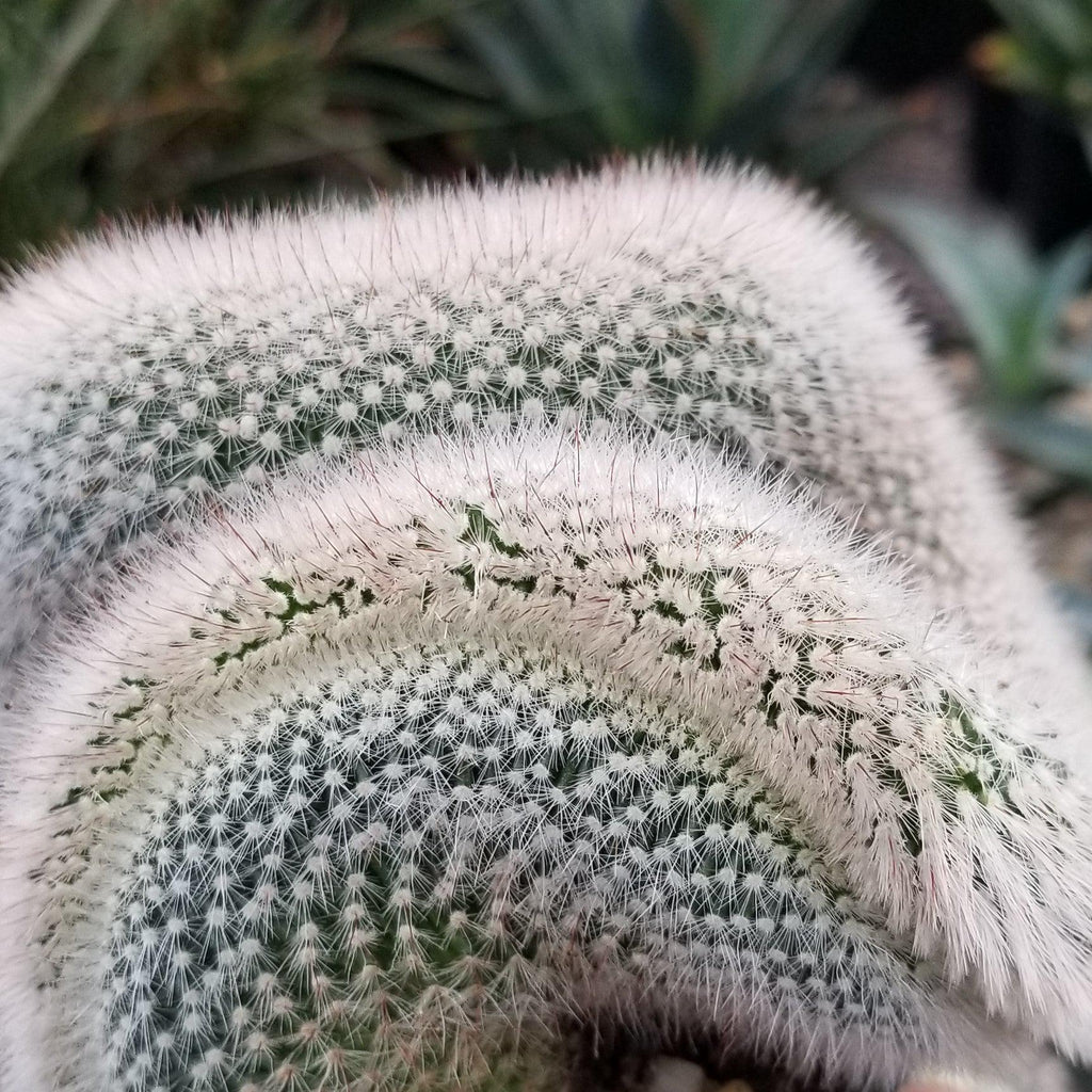 Mammillaria crest Red Cap