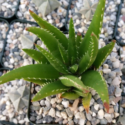 Aloe crosbys prolific