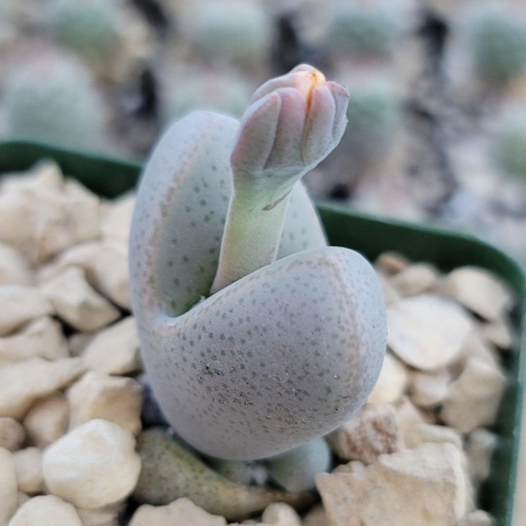 Dinteranthus microspermus puberulus