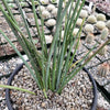 Red Yucca - Hesperaloe parviflora