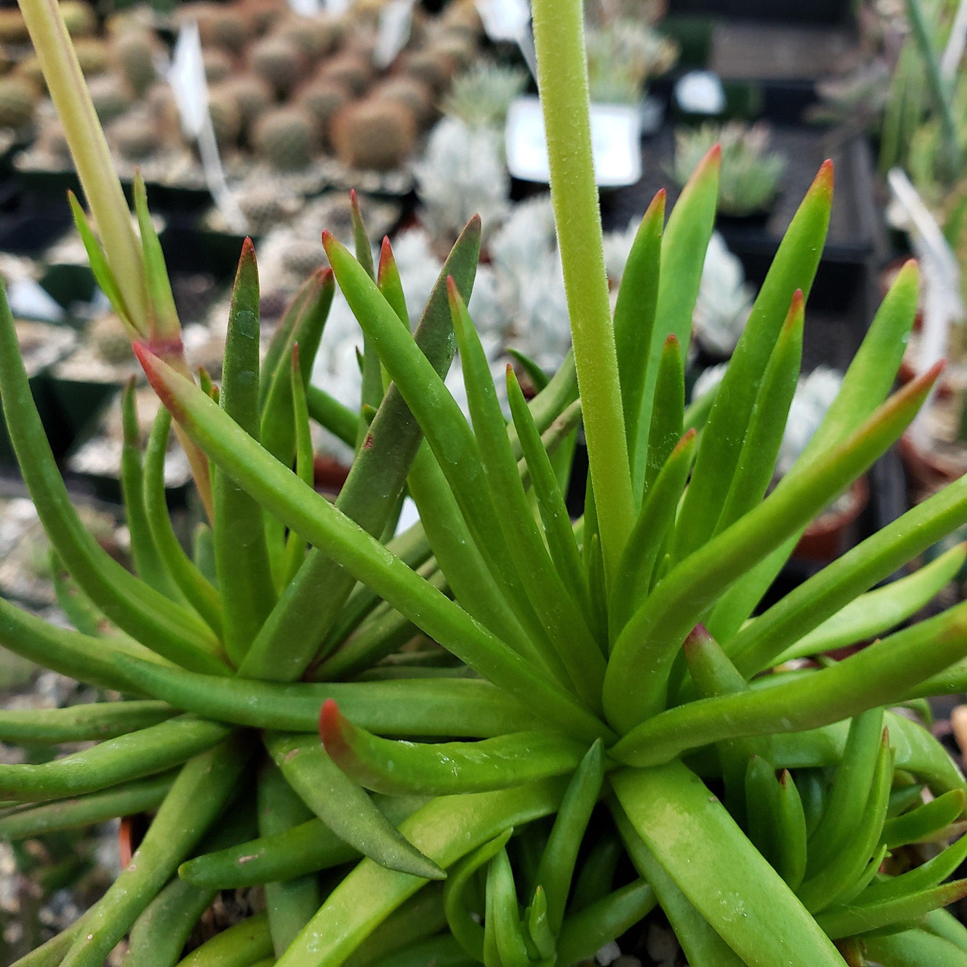 nudicaulis succulent Shop 'Devil Horns Plant - Crassula nudicaulis' Care and Growing Guide
