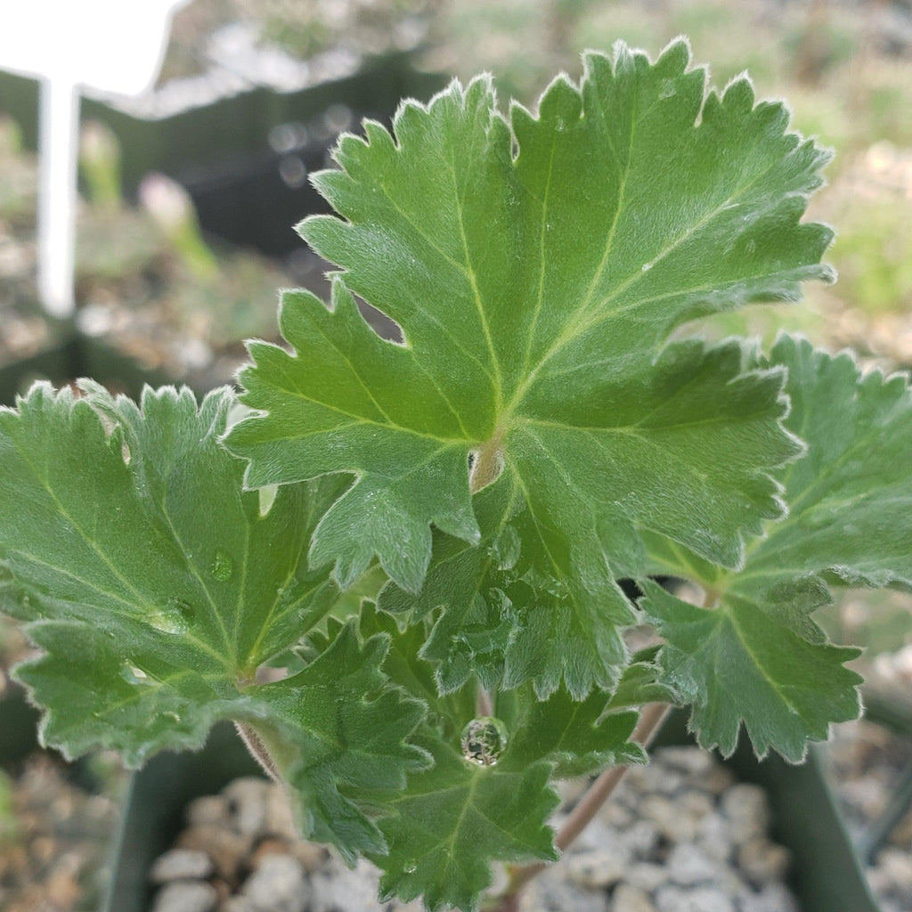 Pelargonium crassicaule