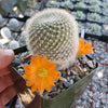 Rebutia muscula