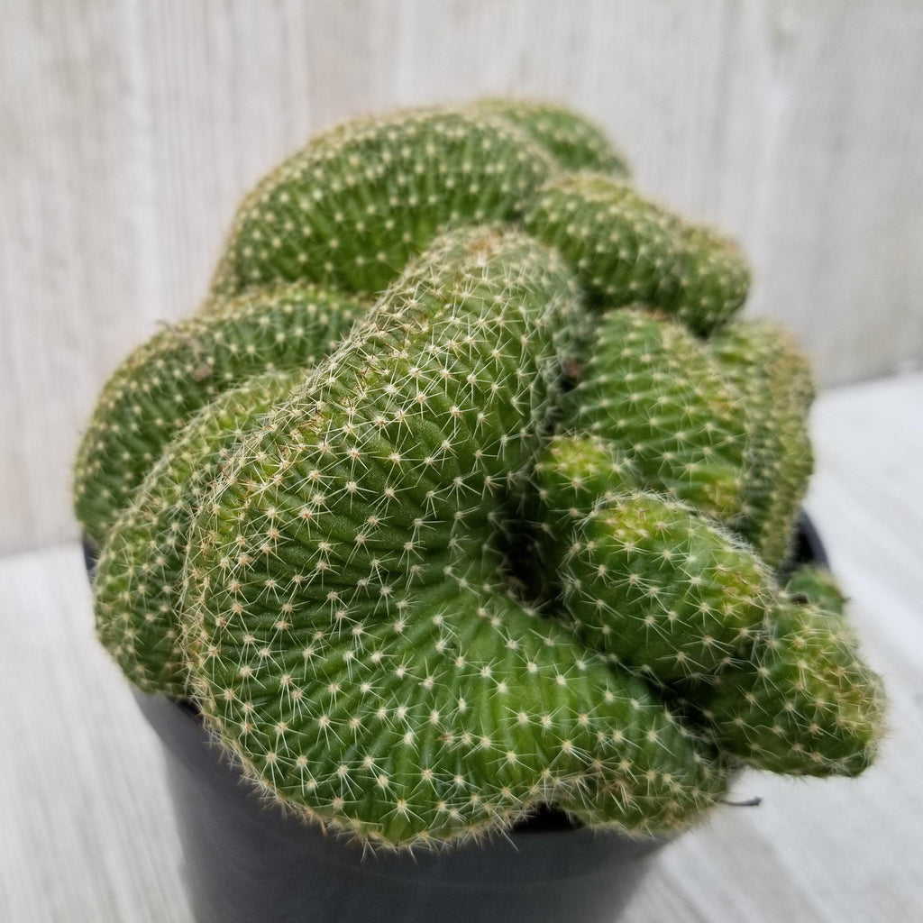 Echinopsis minima cristata