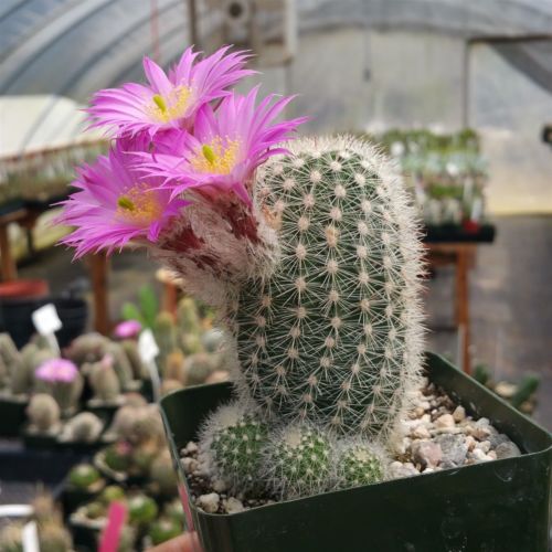 Echinocereus lauii