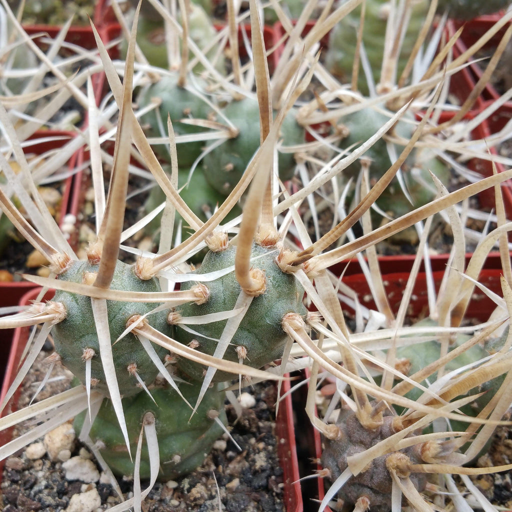 Tephrocactus articulatus v. papyracantus