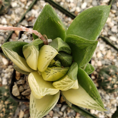 Haworthia cymbiformis variegata