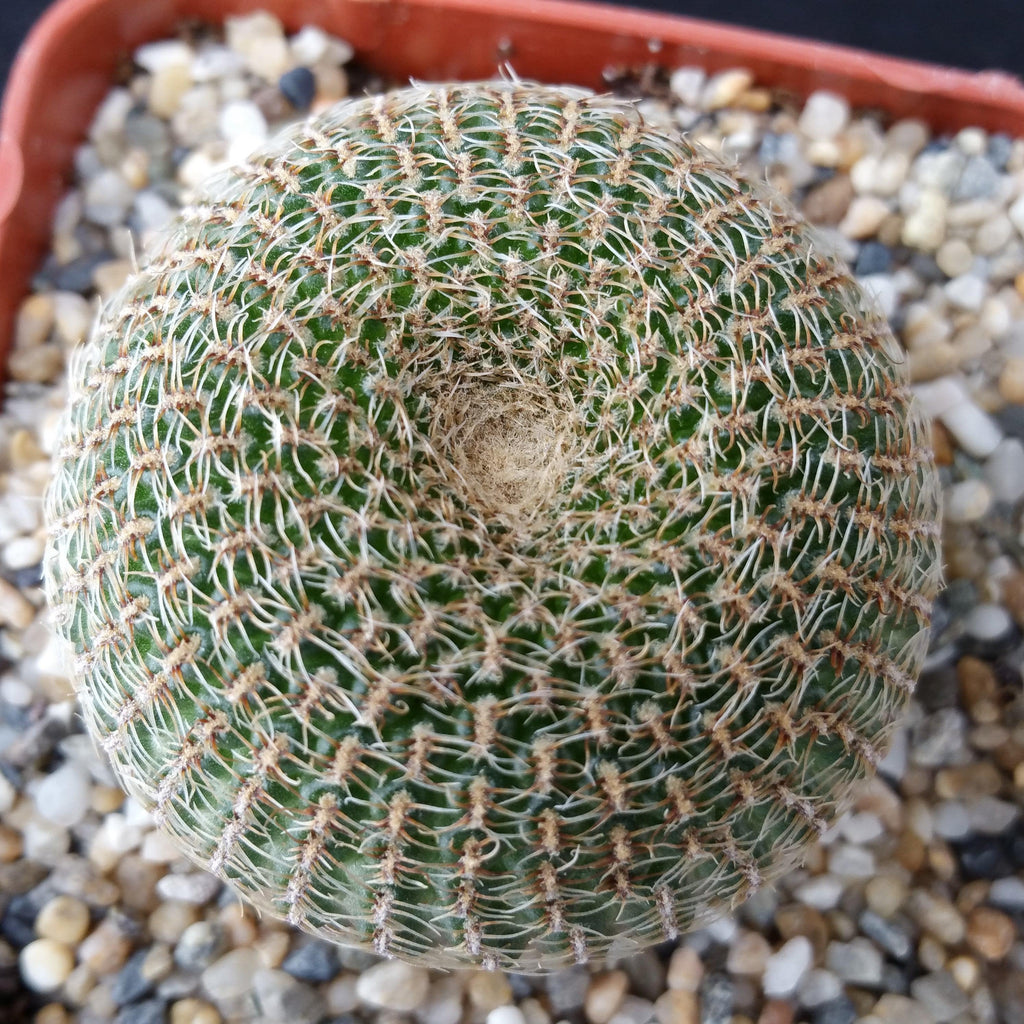 Lobivia famatimensis