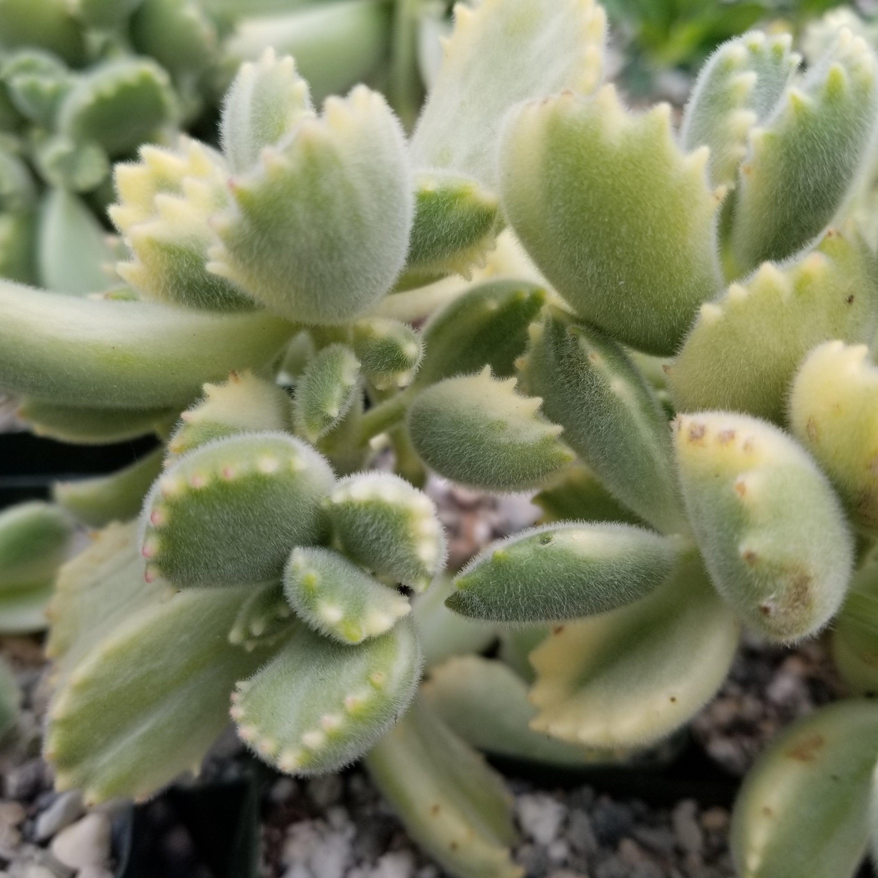 Variegated Bear Paw Succulent - Cotyledon ladismithiensis Variegata