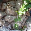 Elephant’s Foot Succulent - Dioscorea elephantipes