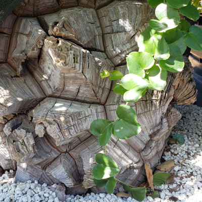 succulent elephant foot Buy 'Dioscorea elephantipes - Elephants Foot Succulent' For Sale