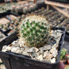 Mammillaria yucatanensis