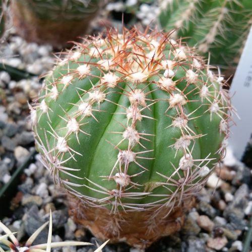 Close-up of Notocactus arachnites showing its green, ribbed body and white, brown-tipped spines growing in rocky soil; cold-tolerant cactus.