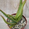 Aloe vanbalenii