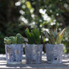 6 mini succulent gift wedding favors in glazed glass