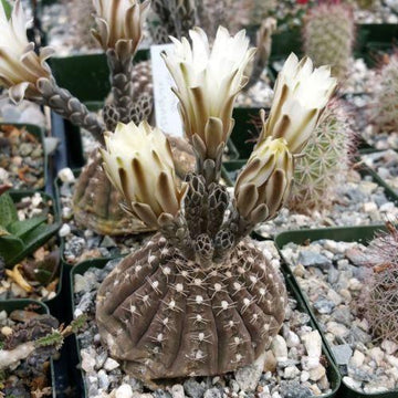 Gymnocalycium ragonesii – Planet Desert
