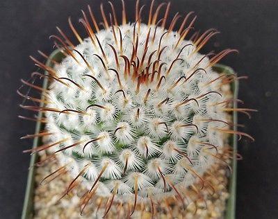 Mammillaria perez de la rosae