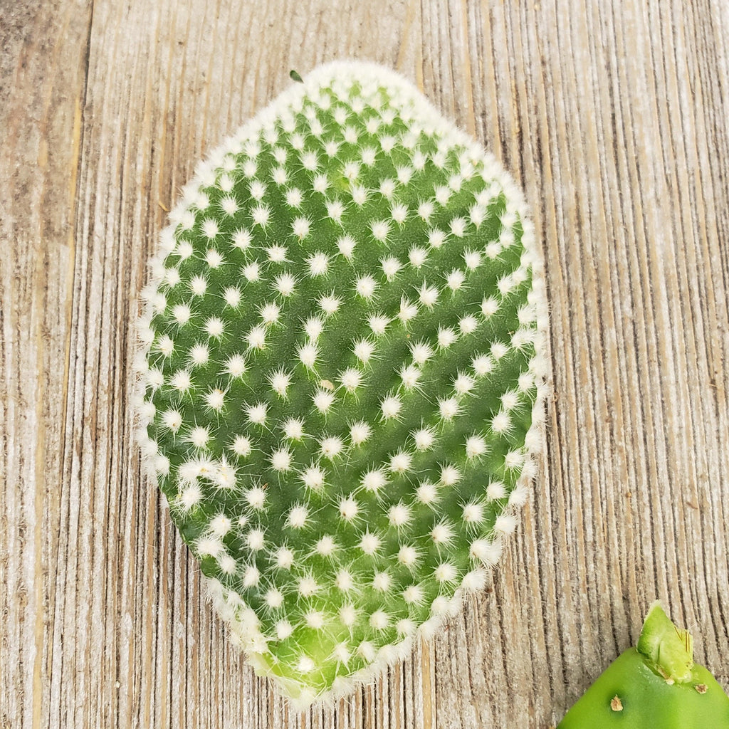 Opuntia microdasys albata 3 cuttings