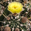 Notocactus tureczekianus