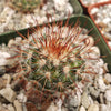 Mammillaria moelleriana