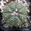 Sand Dollar Cactus &