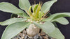 Elephants Trunk Plant - Pachypodium namaquanum