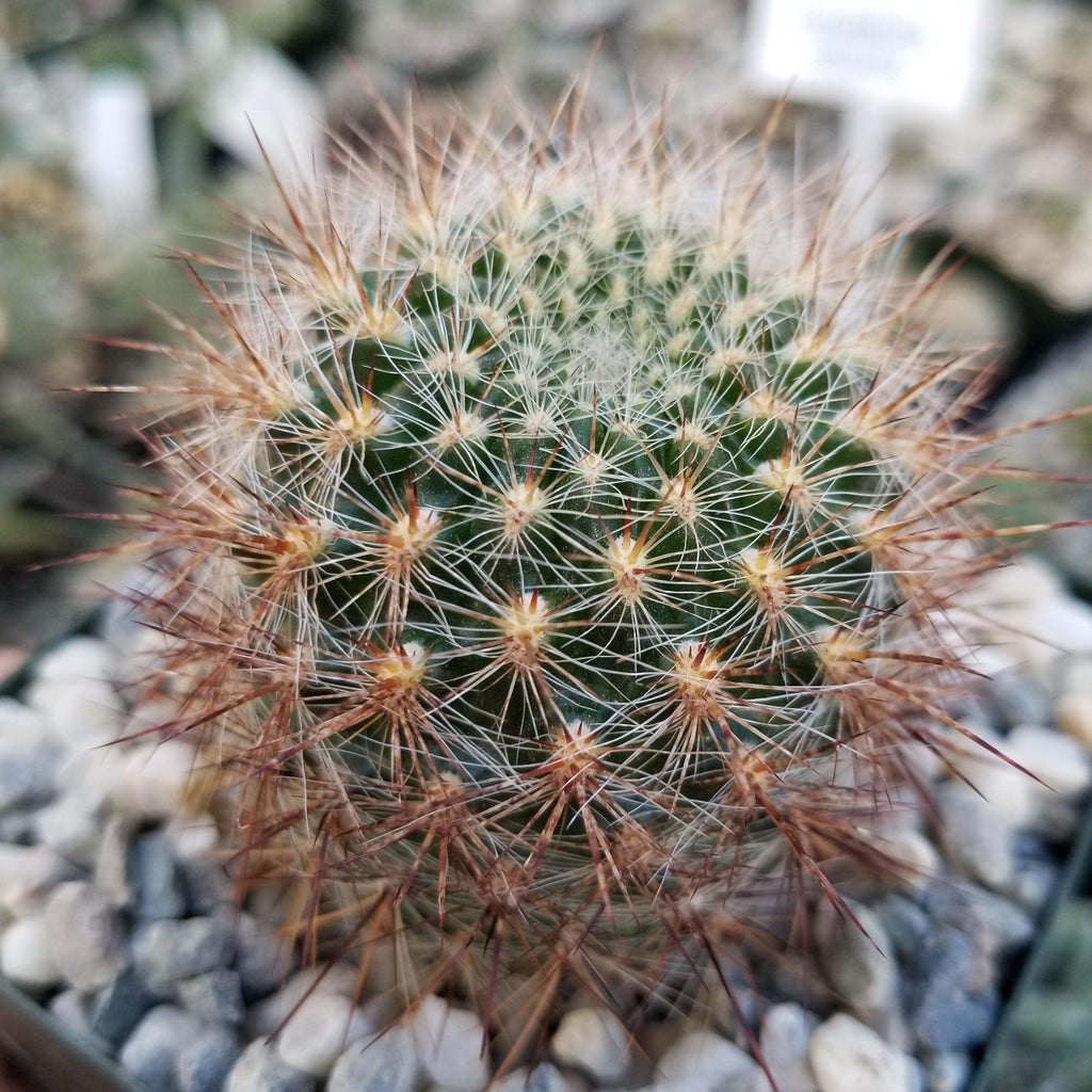 Sulcorebutia tiraquensis bicolorispina