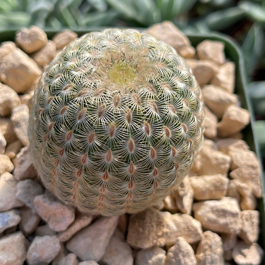 Echinocereus albiflora