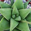 Haworthia rigida