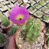 Echinocereus Enneacanthus Strawberry Cactus