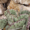 Opuntia macrocentra cutting