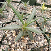 Pachypodium griquense