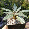 Dorstenia lancifolia