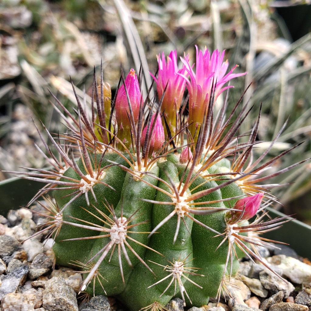 Neochilenia wagenknechtii