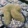 Mammillaria matudae cristata