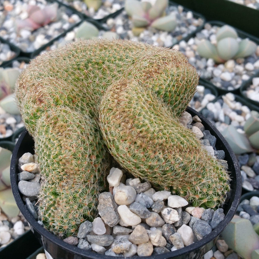 Mammillaria matudae cristata
