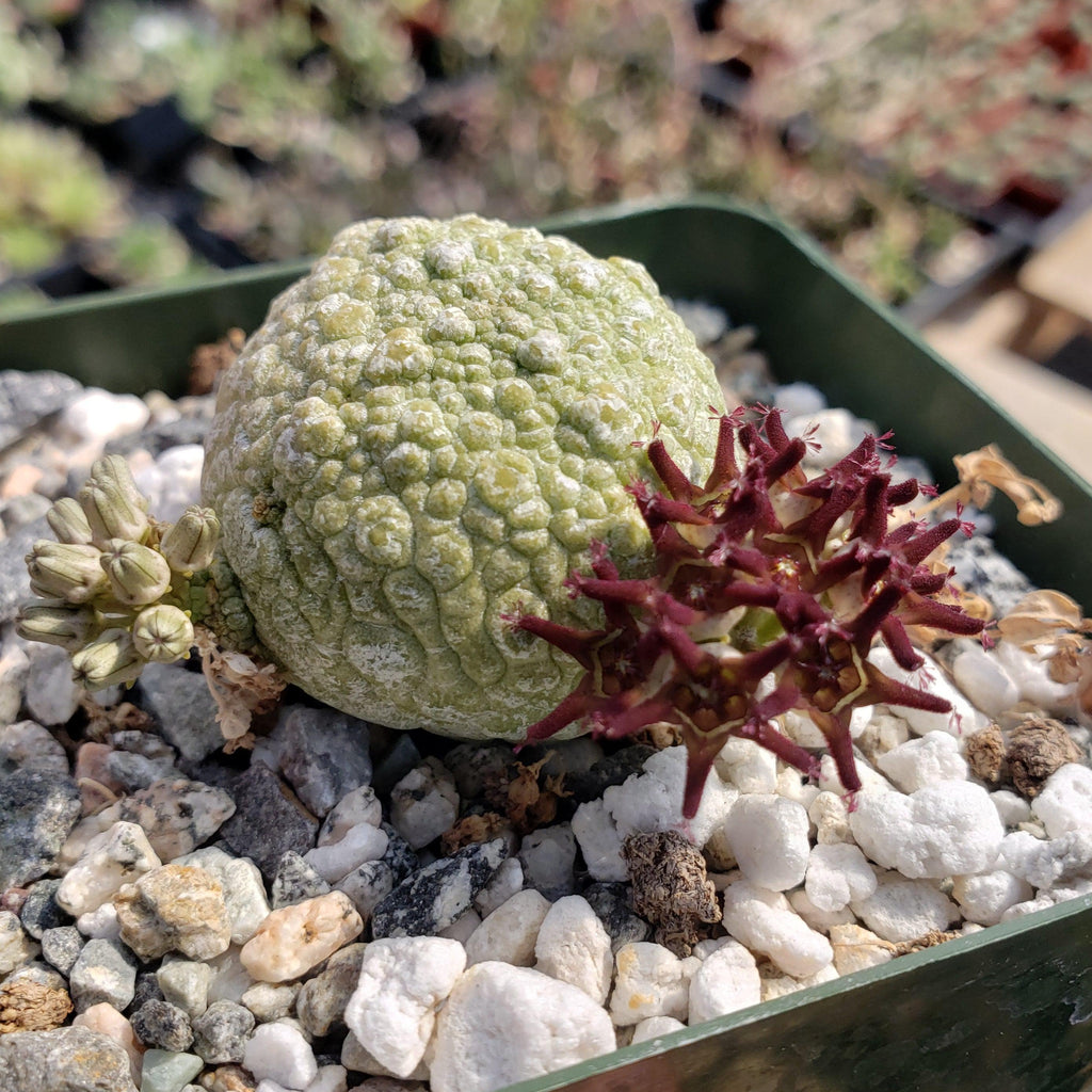 Pseudolithos migiurtinus
