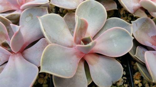 pale pink succulent Echeveria Perle von Nurnberg 2" Pot