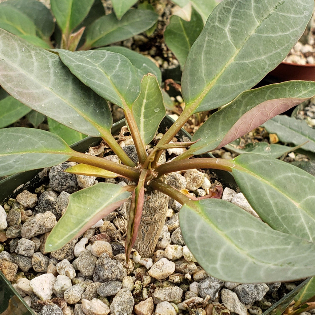 Eupforbia ankarensis