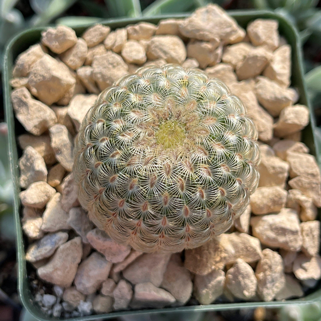 Echinocereus albiflora