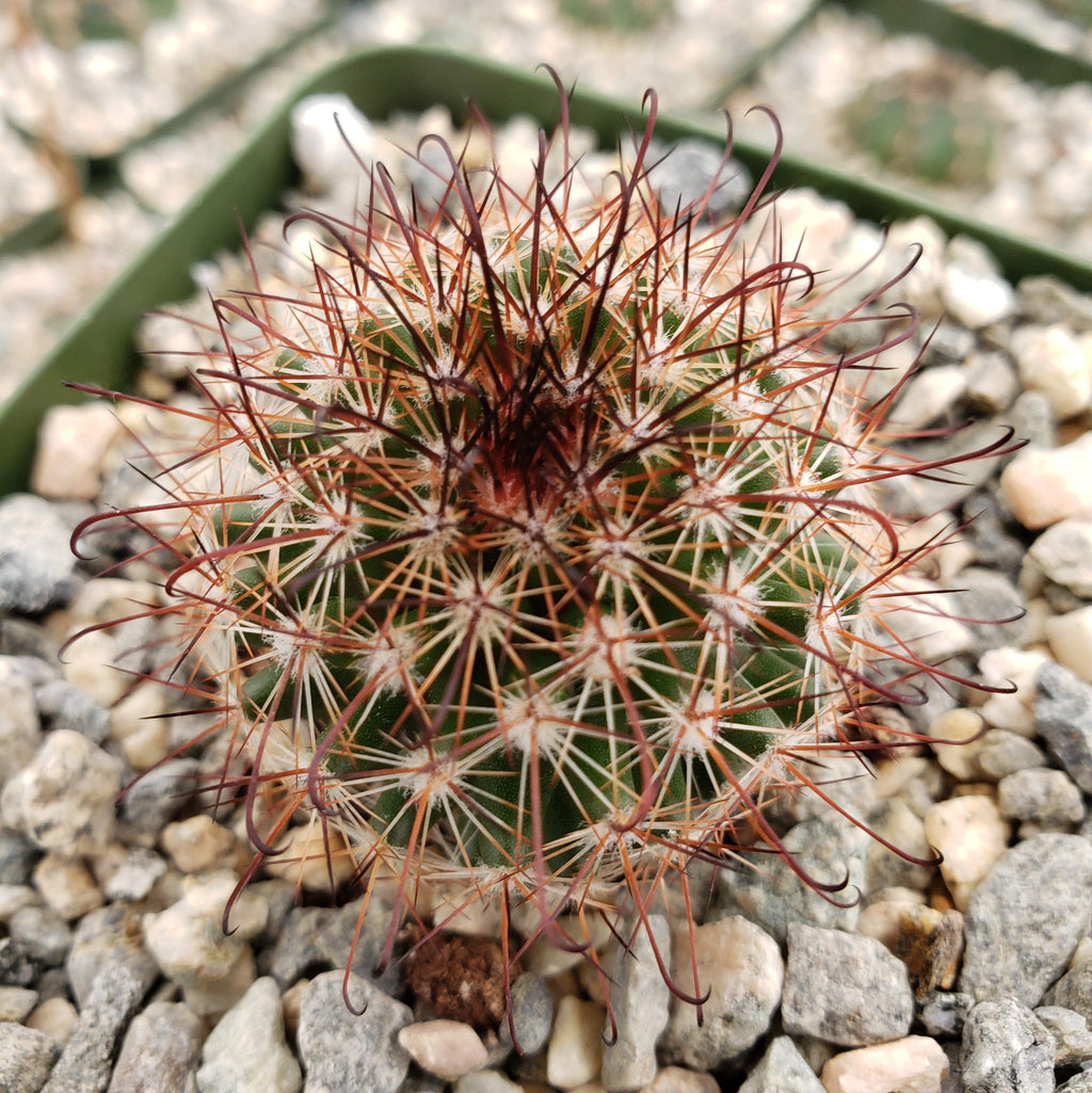 Mammillaria tenango del valle
