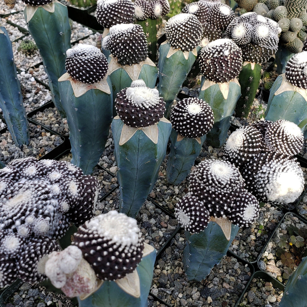 Copiapoa tenuissima grafted Large