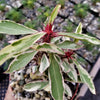 Euphorbia milii Crown of Thorns Variegated