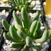 Othonna clavifolia