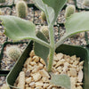 Kalanchoe Millotii