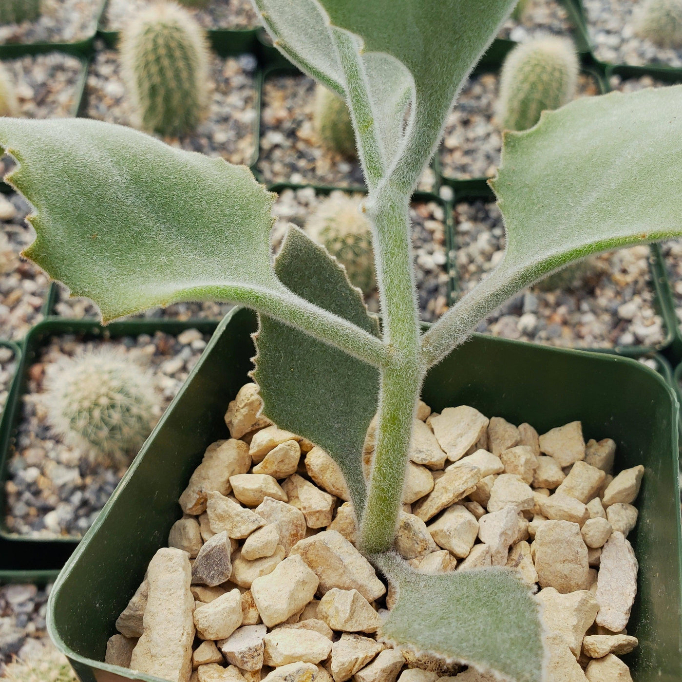 velvet leaf succulent Kalanchoe Millotii Succulent | Velvet Leaf Kalanchoe